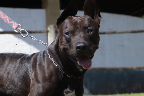 Secretaria de Meio Ambiente resgata cachorros vítimas de maus-tratos