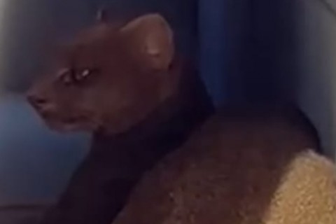 CCZ é acionado para capturar gato-mourisco avistado no bairro Taboão